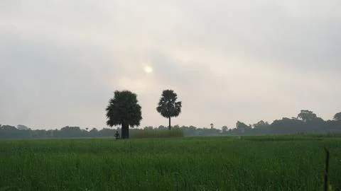 Palm trees Stock Photos