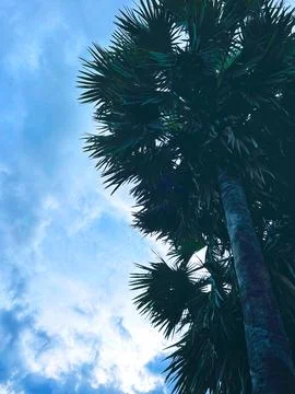 Palm trees Foto stock