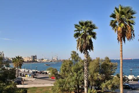 Palm trees Stock Photos