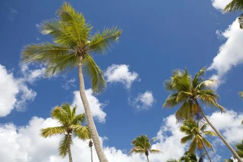 Palm trees Stock Photos