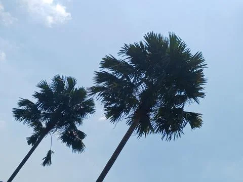 Palm trees Stock Photos