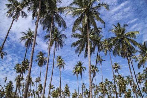 Palm trees Stock Photos