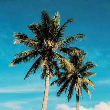 Palm trees Stock Photos