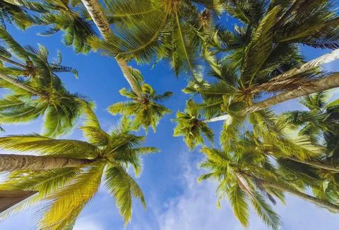 Palm trees Stock Photos