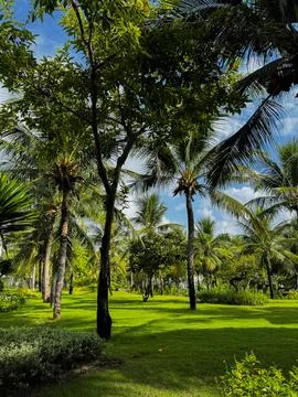 Palm trees Stock Photos