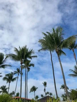 Palm trees Stock Photos