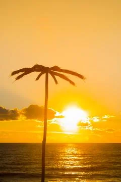 Palm trees Stock Photos