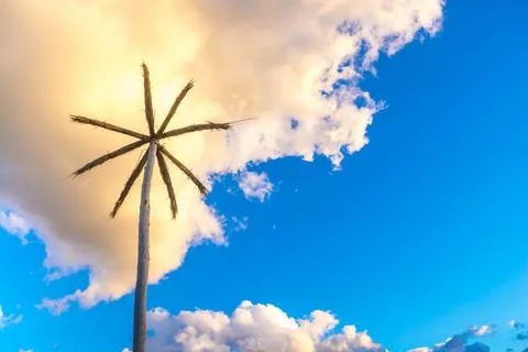 Palm trees Stock Photos