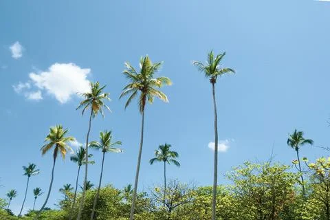 Palm trees Stock Photos