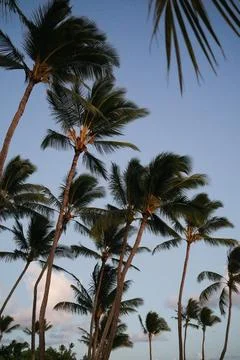 Palm Trees Stock Photos