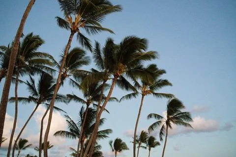 Palm Trees Stock Photos