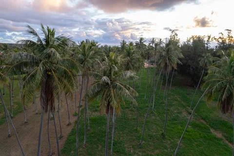 Palm Trees Stock Photos