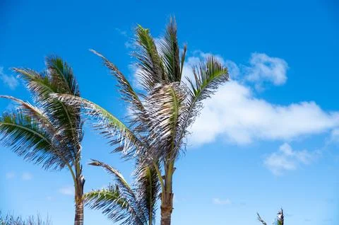 Palm Trees Stock Photos