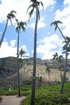 Palm Trees Stock Photos