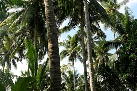 Palm trees Foto stock