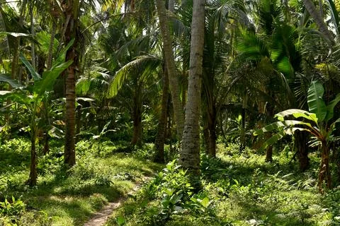 Palm trees 库存照片