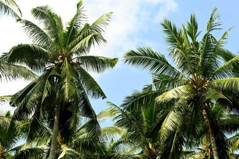Palm trees Foto stock