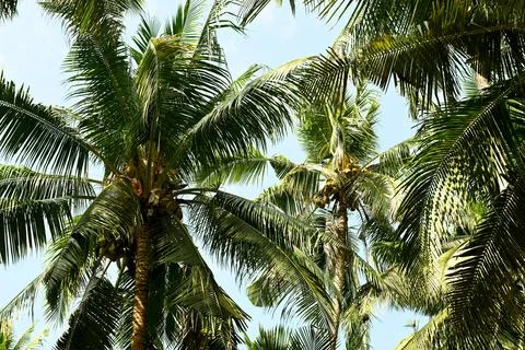 Palm trees Foto stock