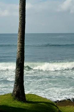 Palm trees Foto stock