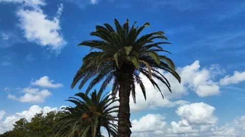 Palm trees Stock Photos