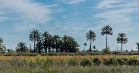 Palm trees on the plains of spain Stock Footage 176978214