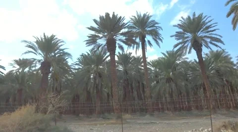 Palm trees plantation Stockbeeldmateriaal 14898431