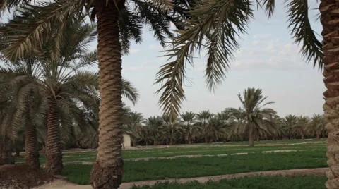 Palm Trees Plantation Stock Footage 58620927