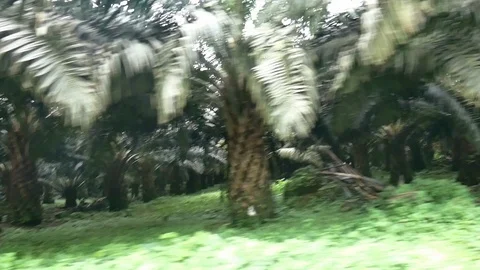 Palm trees plantation Stock Footage 88132795