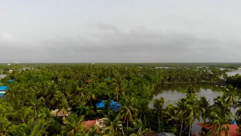 Palm trees plots of flooded areas. Top view.4K Stock Footage 168464874