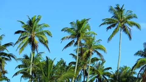 Palm trees  in Polynesia, Tahiti Stock Footage 80134620