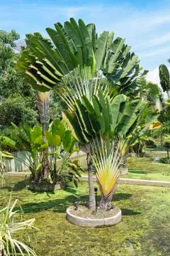 Palm trees in the pond Stock Photos