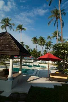 Palm trees at the pool Stock Photos