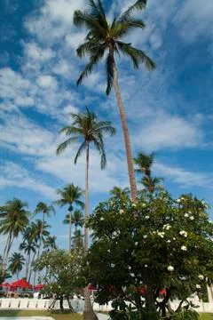 Palm trees at the pool Stock Photos