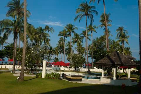 Palm trees at the pool Stock Photos