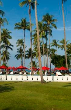 Palm trees at the pool Stock Photos