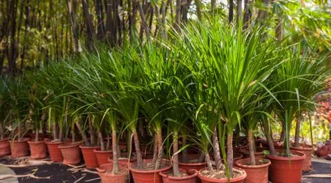 Palm trees in pots Stock Photos
