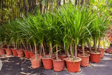 Palm trees in pots Stock Photos