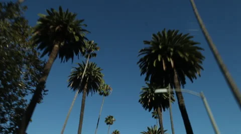 Palm trees pov Stock Footage 46806036