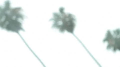 Palm trees pov Stock Footage 46807316