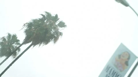 Palm trees pov Stock Footage 46807328