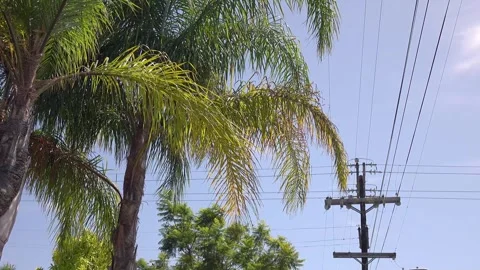 Palm trees with power lines and a clear sky in California in 4k Video stock 281399039