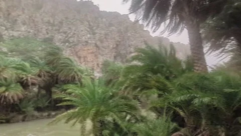 Palm trees on Preveli beach blowing in winds of Storm Erminio Crete Stock Footage 333070571