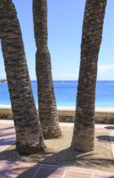 Palm trees in the promenade of Javea beach Stock Photos