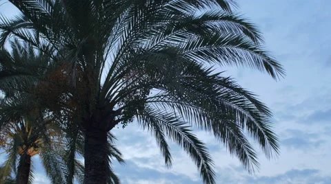 Palm trees on the promenade in Nice in the evening Stock Footage 61100593