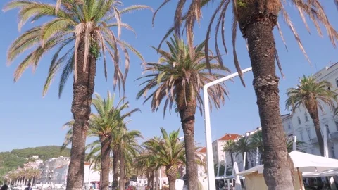 Palm trees at the promenade of Split, Croatia Stock Footage 83635953
