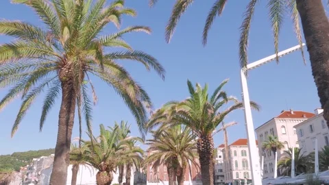 Palm trees at the promenade of Split, Croatia Stock Footage 83636036
