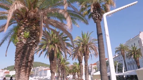Palm trees at the promenade of Split, Croatia Stock Footage 83636103