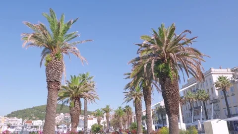 Palm trees at the promenade of Split, Croatia Stock Footage 83666929