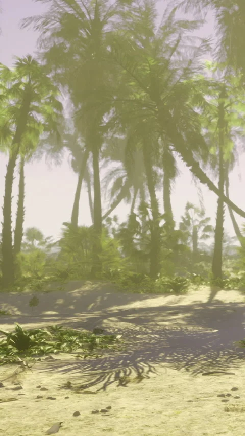 Palm trees provide shade on a sandy beach with strong sunlight during midday Stock Footage 332226218