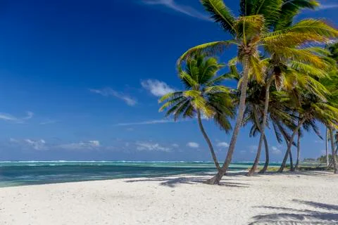 Palm trees at Punta Cana beach Stock Photos